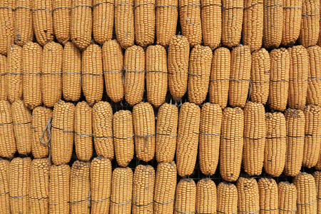 Corn cob landscapeの写真素材