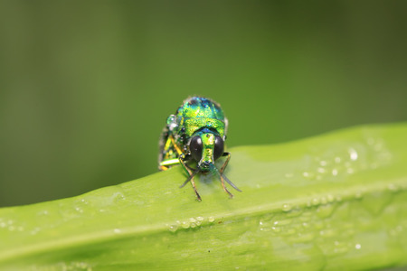 Chrysis shanghaiensis on green leaves in the wildの写真素材