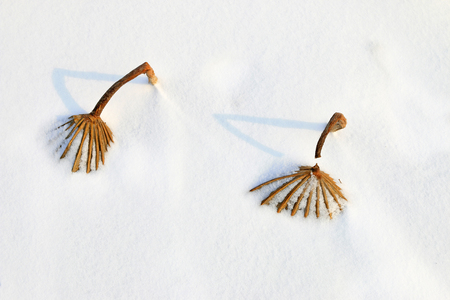 dried lotus leaf in snowの写真素材