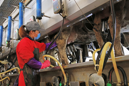 Luannan County - October 19, 2016: workers install automatic milking machines for cows in a cattle farm in Luannan County, Hebei Province, Chinaのeditorial素材