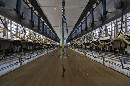 Milking parlor in dairy farmのeditorial素材