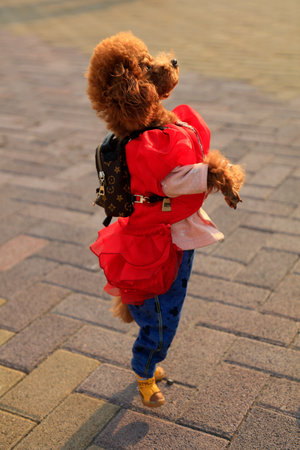 Teddy pet dog on the square