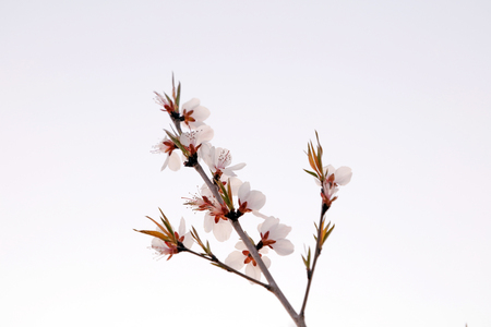 Peach blossomの写真素材