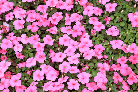 pink flowersの写真素材