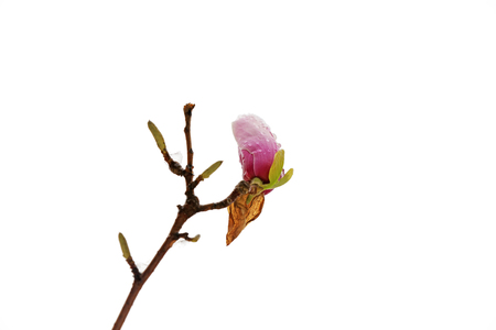 Ice covered Magnoliaの写真素材