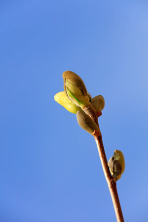 Magnolia flower buds in the field