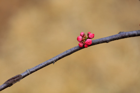 plum flowersの写真素材