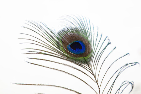 Peacock feathers Close-upの写真素材