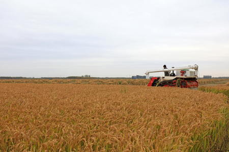 Luannan County - October 20, 2016: combine harvesters to harvest rice in fields, Luannan County, Hebei Province, Chinaのeditorial素材