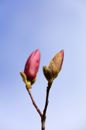 Magnolia flowers in the wildの写真素材