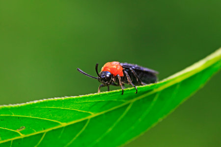 sawfly on plant in the wild