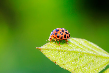 Epilachna vigintioctopunctata on plant in the wildの写真素材