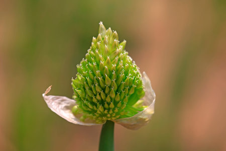 Chopped green onion