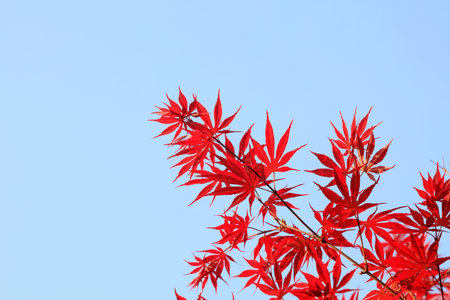 Maple leaves in the sky