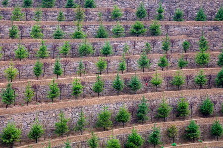 Trees in terracesの写真素材