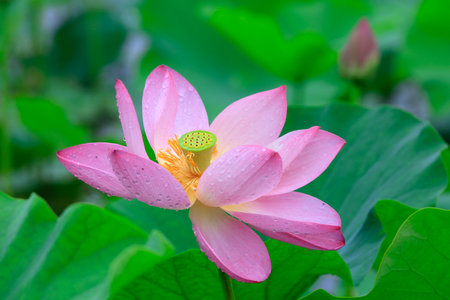 Lotus in the pondの写真素材