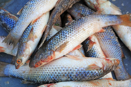 Piles of barracuda