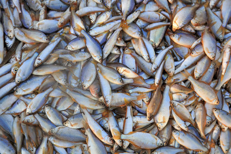 Piles of small fish