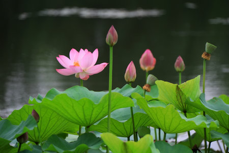 Beautiful pink lotus, close-up photosの写真素材