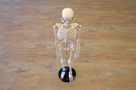 Human skeletal model, human skeletal structure