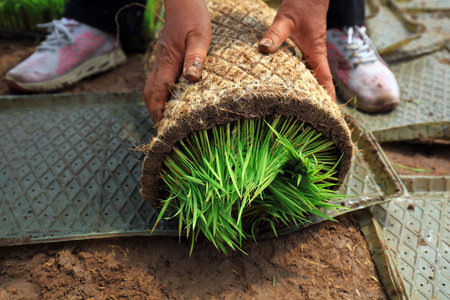 Farmers are busy in the rice seedling greenhouseの写真素材