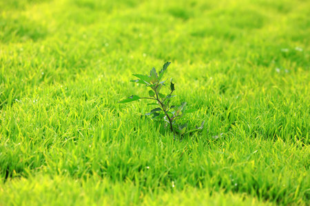 densely grown rice seedlings on the farmの写真素材
