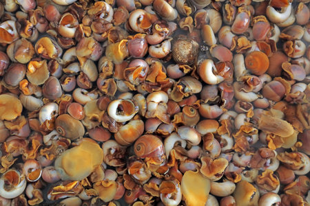 Fresh conch piles up, close-up photos
