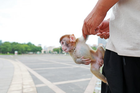 A pet monkey plays on its owner, Luannan County, Hebei Province, Chinaの写真素材