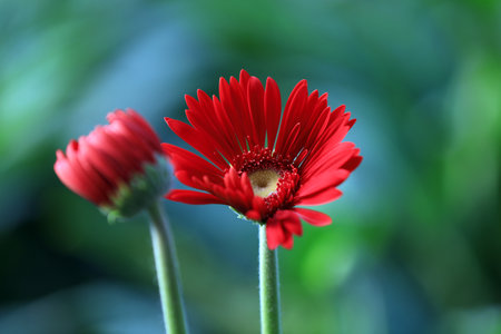 Chrysanthemum flowers in the gardenの写真素材