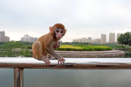 Pet monkeys play on stainless steel railingsの写真素材