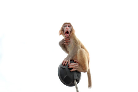 Pet monkeys play on motorcycle mirrors