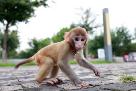 Pet monkeys playing on the ground