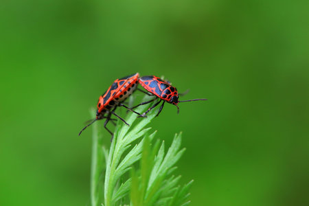 Stink bug on green leaves, North China