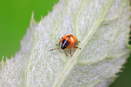 Stink bug on green leaves, North China