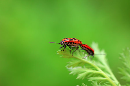 Stink bug on green leaves, North China