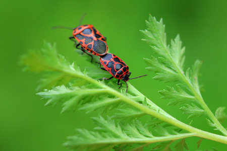 Stink bug on green leaves, North China