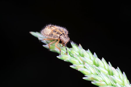 Stink bug on green leaves, North Chinaの写真素材