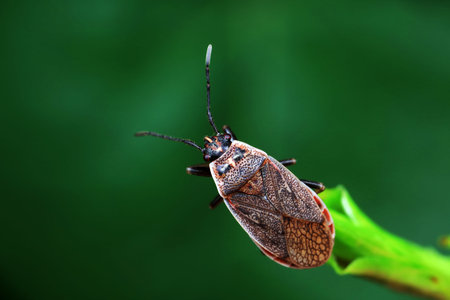 Stink bug on green leaves, North China