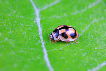 ladybugs in natural state, North China