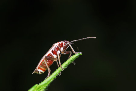 Stink bug on green leaves, North China