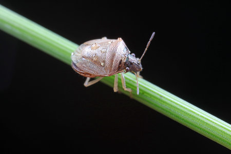 Stink bug on green leaves, North Chinaの写真素材