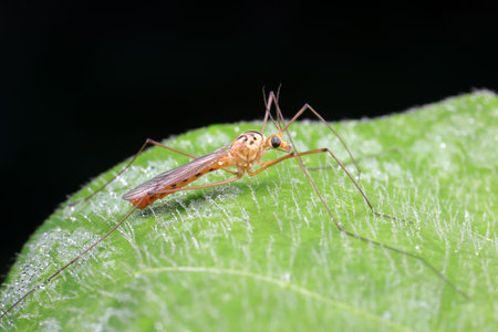 mosquitoes insect on green leaves, North China