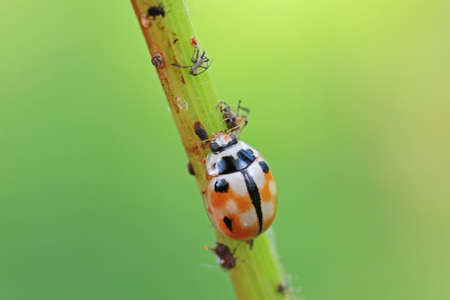 ladybugs in natural state, North Chinaの写真素材