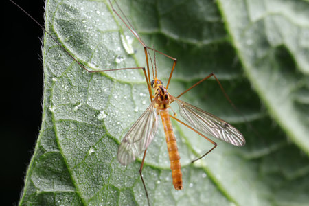 mosquitoes insect on green leaves, North China