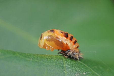 Propylaea japonica pupa on the green leaves, North China