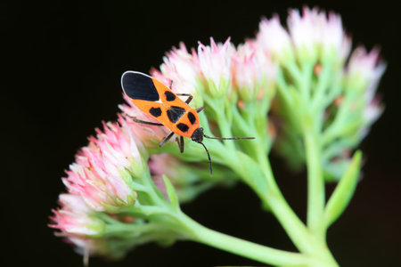Stink bug on green leaves, North China