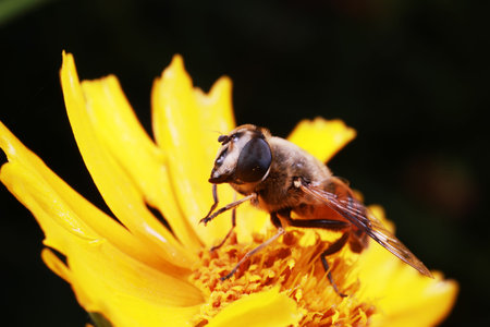 Syrphidae in natural state, North China