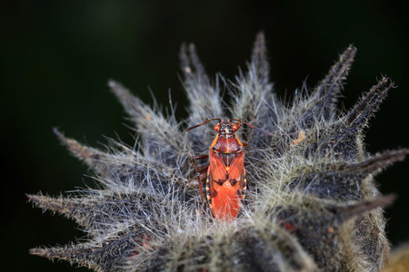 Stink bug on green leaves, North China