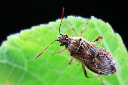 Stink bug on green leaves, North Chinaの写真素材