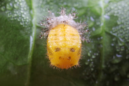 ladybugs pupa on green leaves, North China